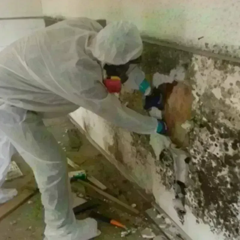 Mold Remediation and Removal in Quakertown, PA